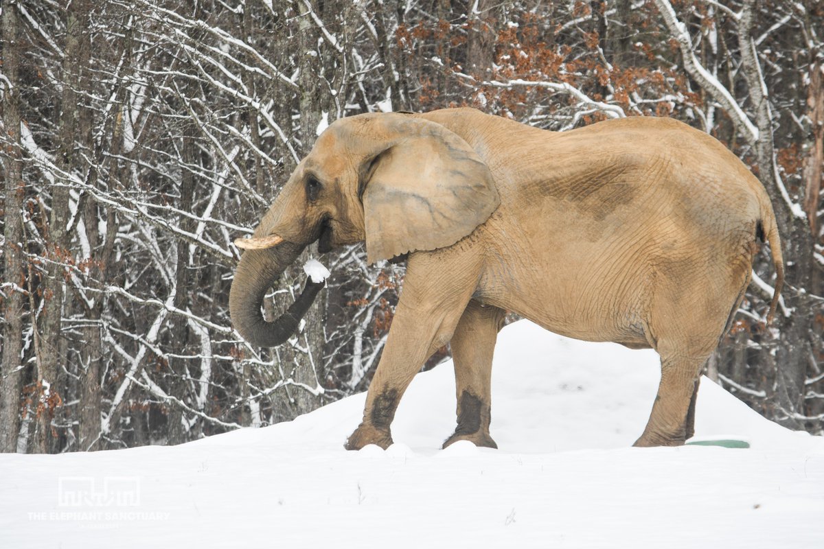 ElephantsTN's tweet photo. The snow has melted, but not before we caught a short video of Edie scooping it up to eat by the trunkful! Nosey also snacked on a bale of hay outside while Edie tasted the snow and ate donated Christmas trees. https://t.co/cTtZoHsrz1