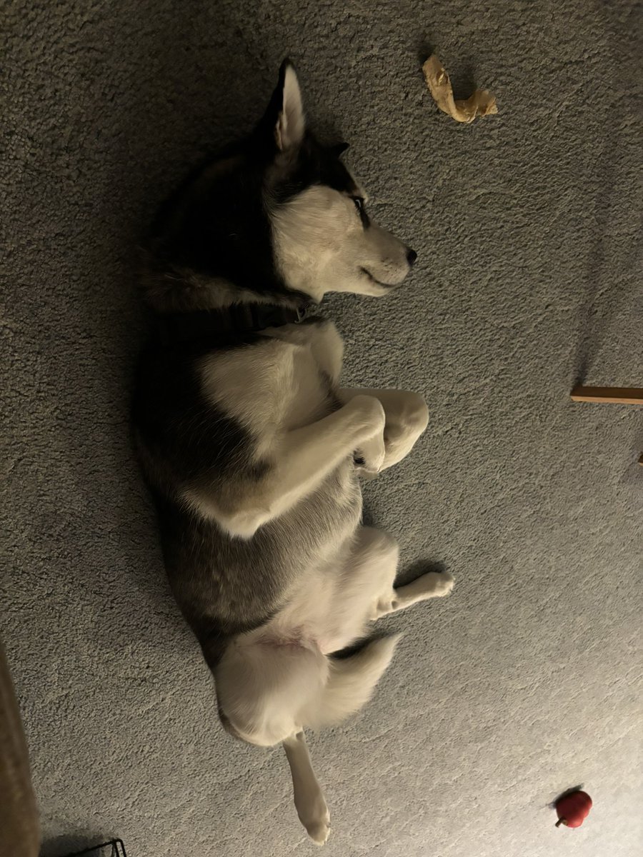 djczarn's tweet photo. @Phil_Sledge Bella sleeping hard! https://t.co/vTOO2Gysxy