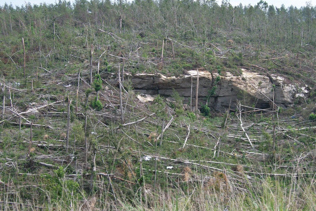 Ef5 Tree Extreme tree damage from the 2011 Phil Campbell - Hackleburg EF5 tornado.