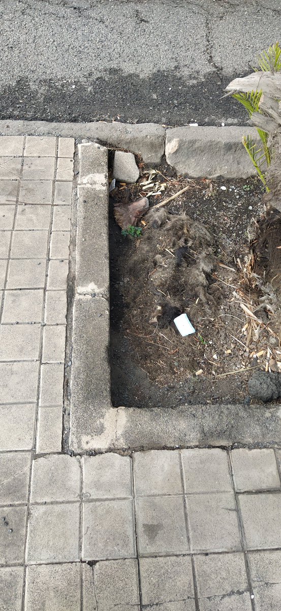 AA.VV. de Triana y Vegueta NO OFICIAL tweet media