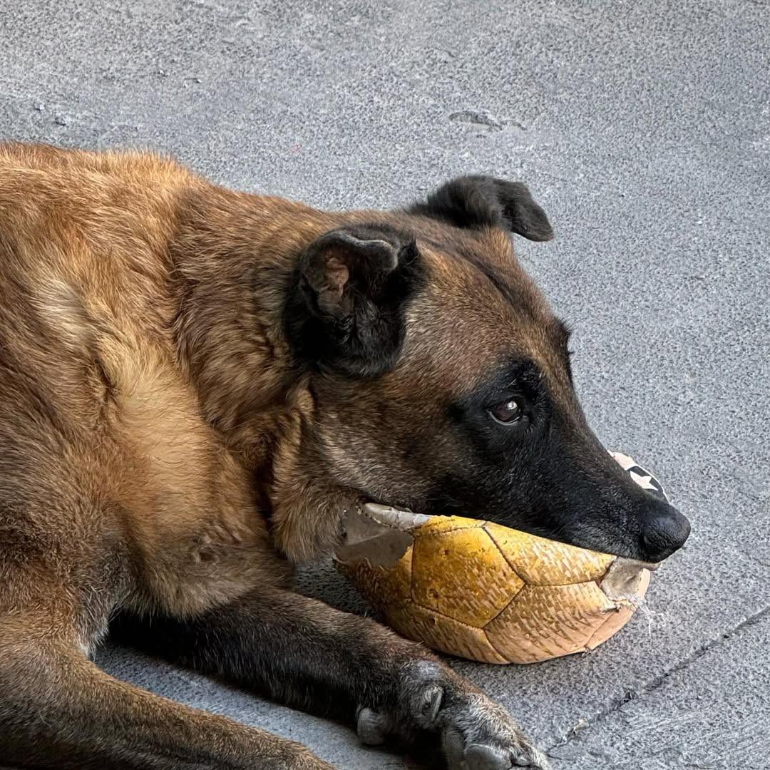 sopitas's tweet image. 🐶💔 Adiós a Rex

Rex dedicó su vida al rescate de personas desde los 9 meses de edad. Su valentía brilló durante el sismo del 19 de septiembre de 2017 en la CDMX, cuando localizó 4 cuerpos y salvó a una mujer.

Hoy despedimos de este gran héroe. 🕊️🐾