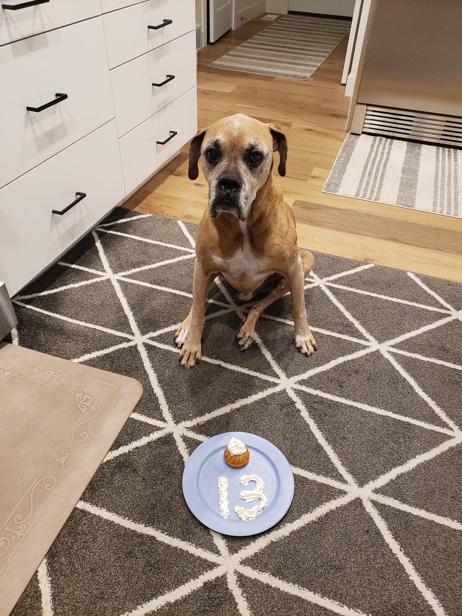 WattersonJeni's tweet photo. @kenzianidiot This big guy had 4 of them removed. He was 6 when he got his first one, 8 when the last one was removed. He lived to 14!!!! https://t.co/xTR17sWwvA
