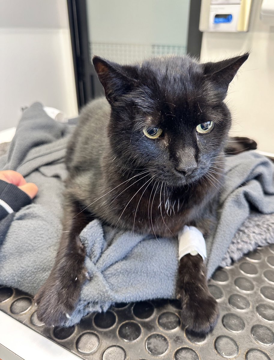 Missy⁷⁼¹⟬⟭Black cats & Namtiddies 🔍⍤⃝ tweet media