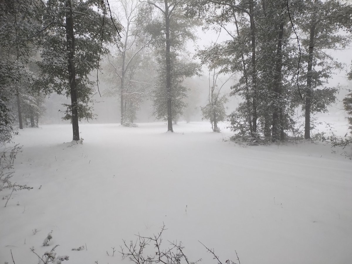 We got 9" of snow yesterday. In Florida. View of my backyard.