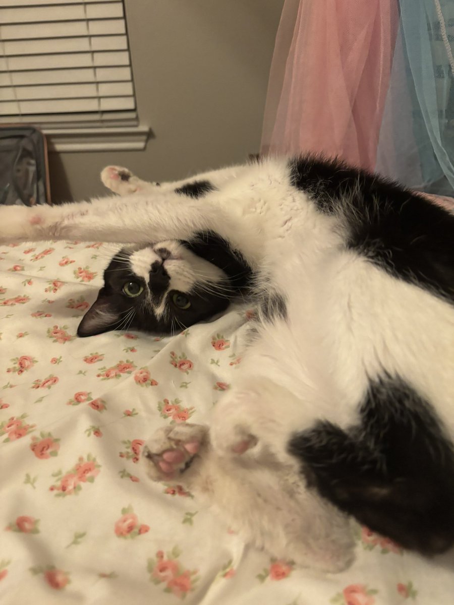 mouseythali's tweet image. He’s getting big