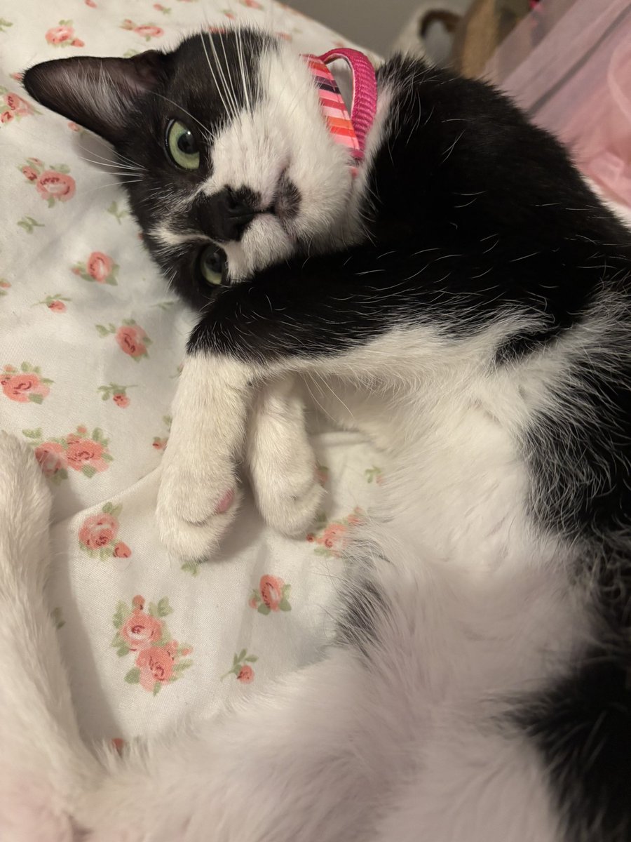 mouseythali's tweet image. He’s getting big