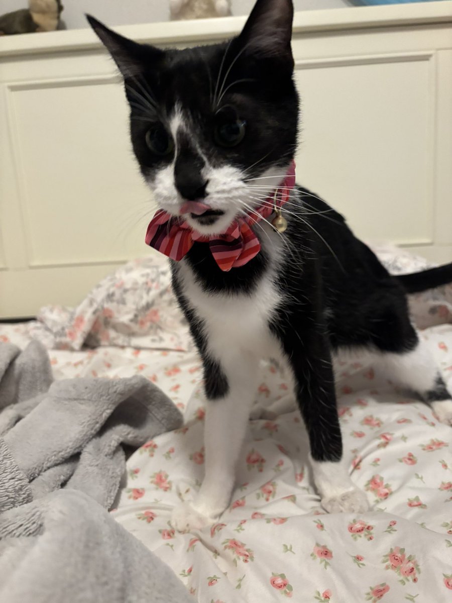 mouseythali's tweet image. Ready for Valentine’s Day ♥️