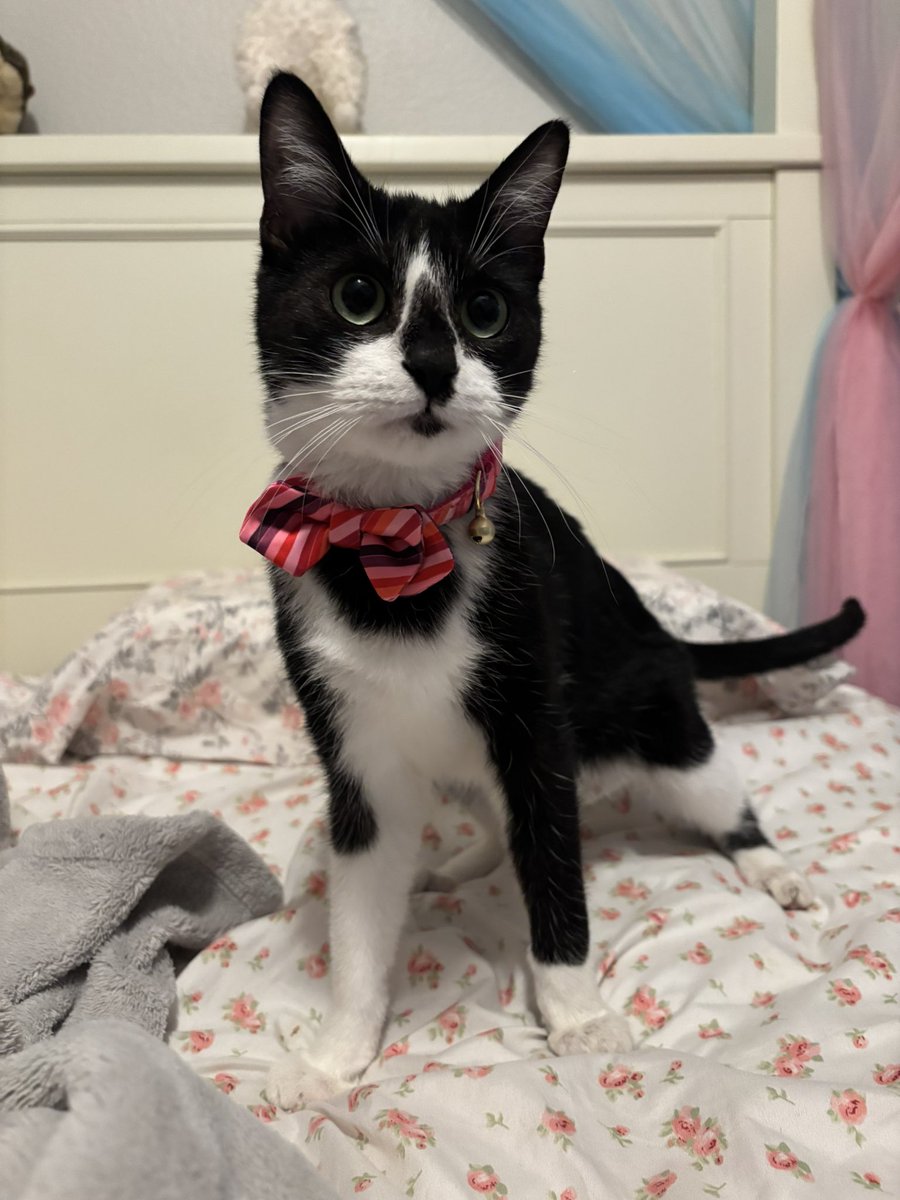 mouseythali's tweet image. Ready for Valentine’s Day ♥️