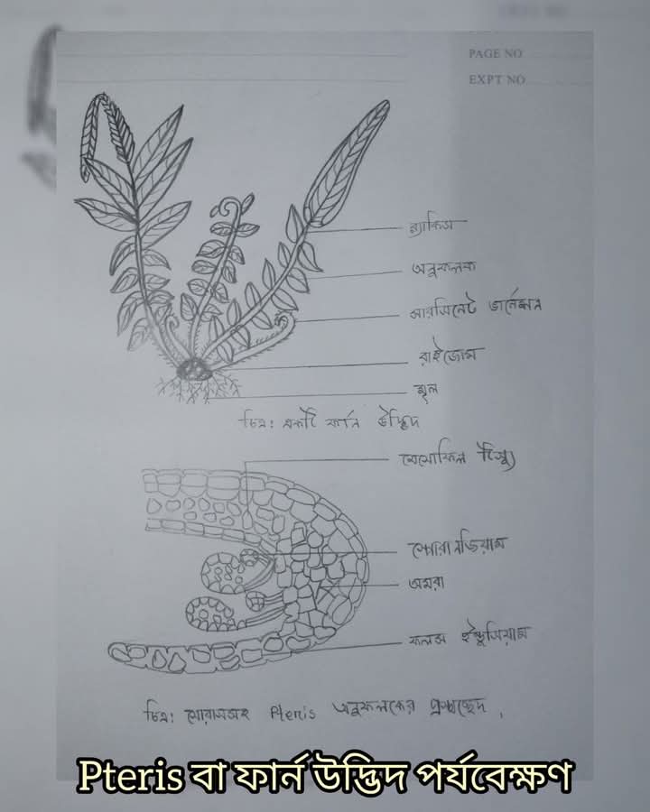 UBithy's tweet photo. Pteris Fern 

#pteris #fern #new #biology #Pencildrawing #sketch https://t.co/Z0Eq10Ud9c