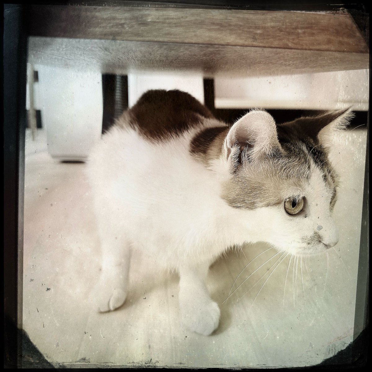 obi_wan_eclipse's tweet photo. #Hipstamatic #Hannah #CTypePlate #猫式 #猫 #cat #ShotoniPhone #ねこ #保護猫 #猫カフェ https://t.co/lrEX2otrpy