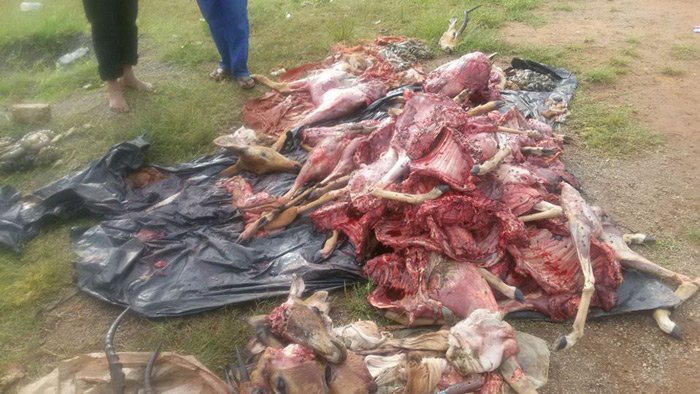 climatenewsrom's tweet photo. ZimParks has suspended two rangers for illegally selling over 70 kg of impala meat to local restaurants, violating wildlife protection laws. This comes after a thorough investigation to uphold conservation efforts.
#WildlifeConservation #ZimParks #ProtectOurWildlife https://t.co/EkvvgFMufh