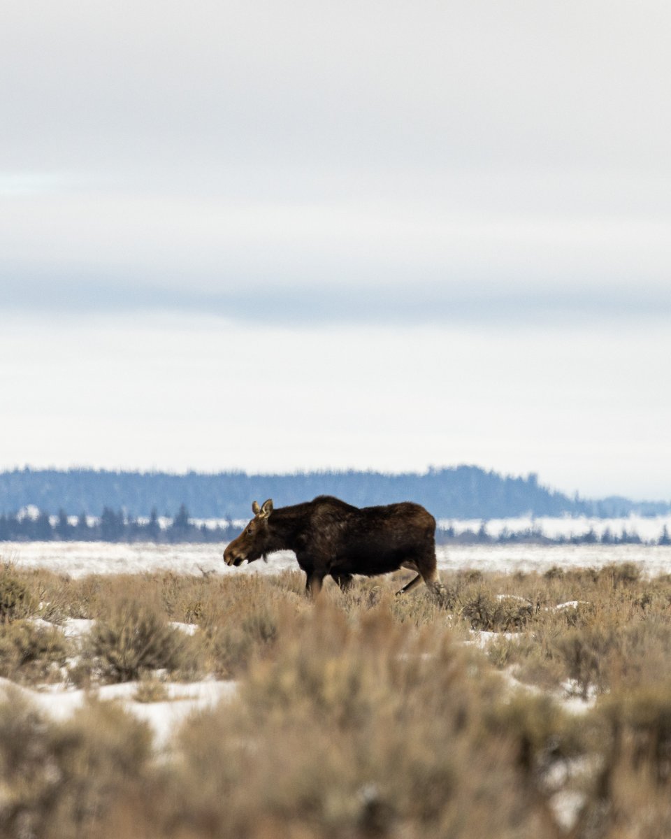 The natural beauty of #jacksonhole never ceases to amaze those who adventure here. Which photo captivates you most?

📸 <a href="/jwalter1337/">Jamie Walter 🫎</a>