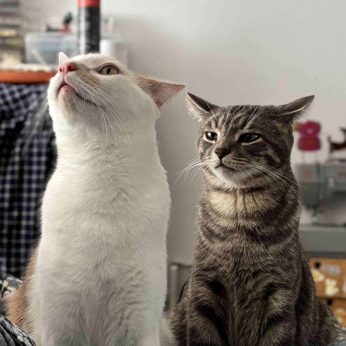 Garry - my poor Orange Brother, he has never held the Braincell…

Orville - Ceiling Fan Goes Round and Round 🥰