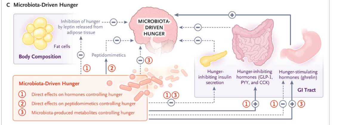 DanielJDrucker's tweet photo. With a substantial discussion on the  importance of the microbiota in the control of hunger https://t.co/J0jUuGZofS