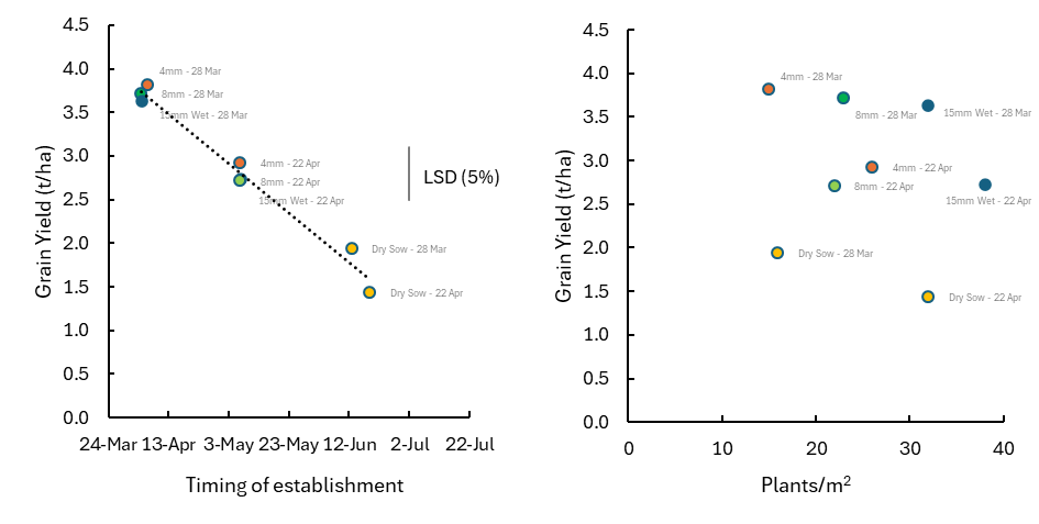 Still in love with this data from 2024 @GRDC Canola Establishment. Grain yield declined by ~0.2t/ha (0r about 4-5%) per week that emergence was delayed after 4 April at Wynarka. The different water amounts or plant numbers established didn't matter - timing trumps density :)
