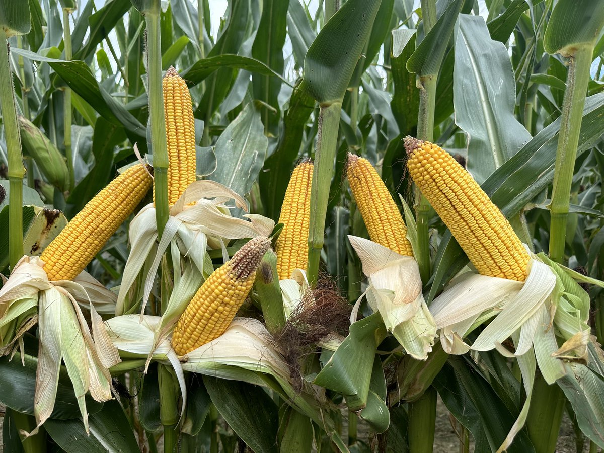 I can’t wait for another growing season to see what I can learn, and see if I can be better. Still crazy to think this corn was 4th year corn on corn grown on 156-20-40-20S no in furrow or 2x2 fert. Is it #plant25 yet