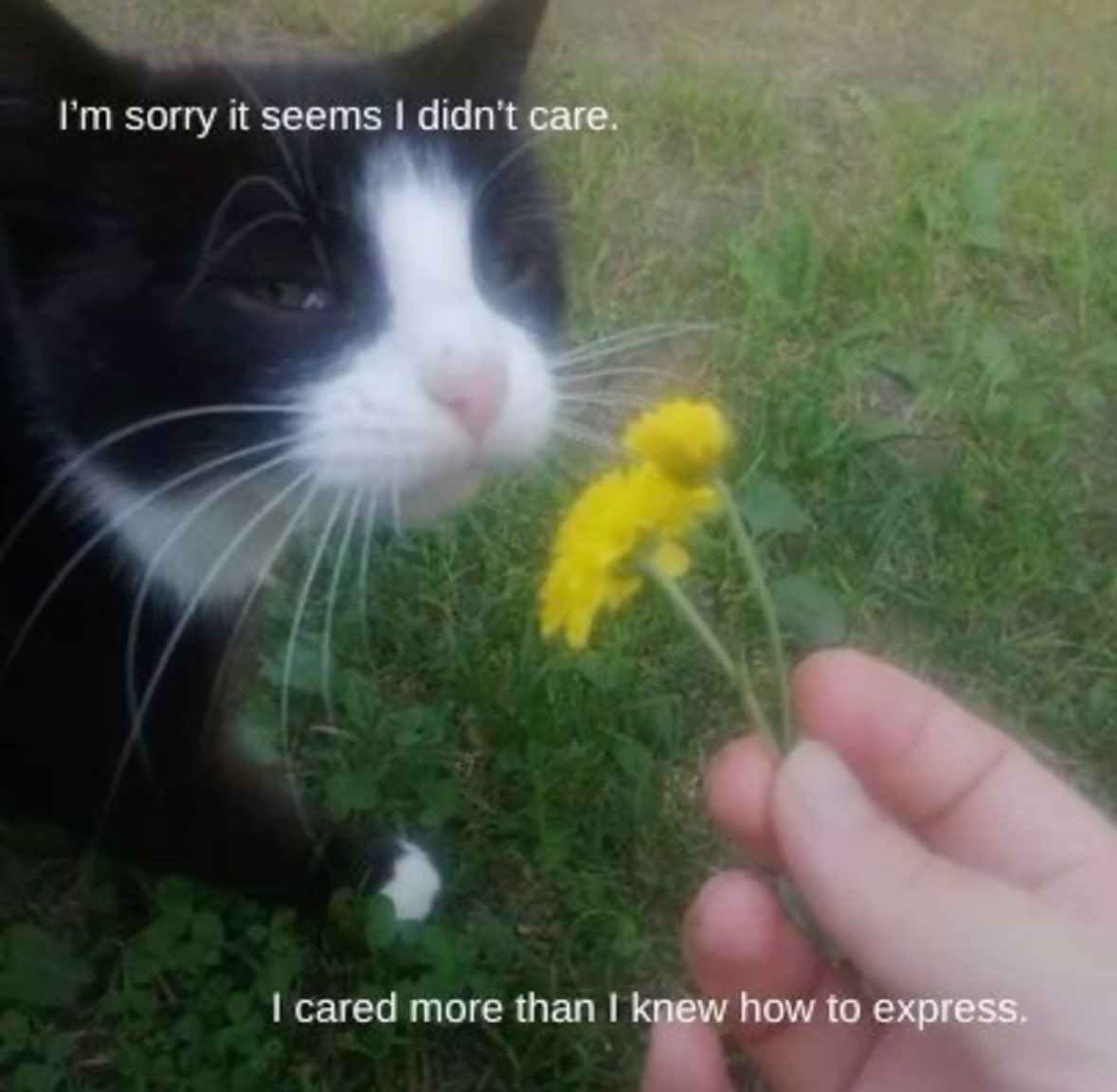 CatPosted's tweet photo. https://t.co/R8seAyVYhq