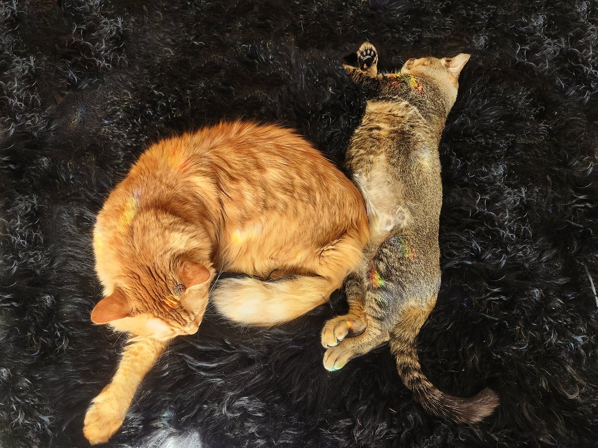 __Granuaile__'s tweet photo. Found Vali using Ragnar's tail as a blanket earlier today  🤣 
It's so sweet to see them cuddling &amp; Vali being accepted into our kitty family so quickly ❤️ 

#feraltofamily #rescuecats 
#RagnarCat #ValiCat #LokiCat https://t.co/FjcSxa09cC