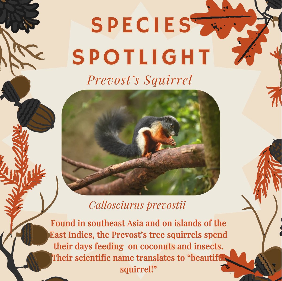 The Prevost’s squirrel is a species of tree squirrel found in southeast Asian countries such as Thailand, Indonesia, Malaysia, and many small islands of the East Indies. Their diet varies greatly, from coconut and rubber tree seeds, to eggs and small insects. Their scientific