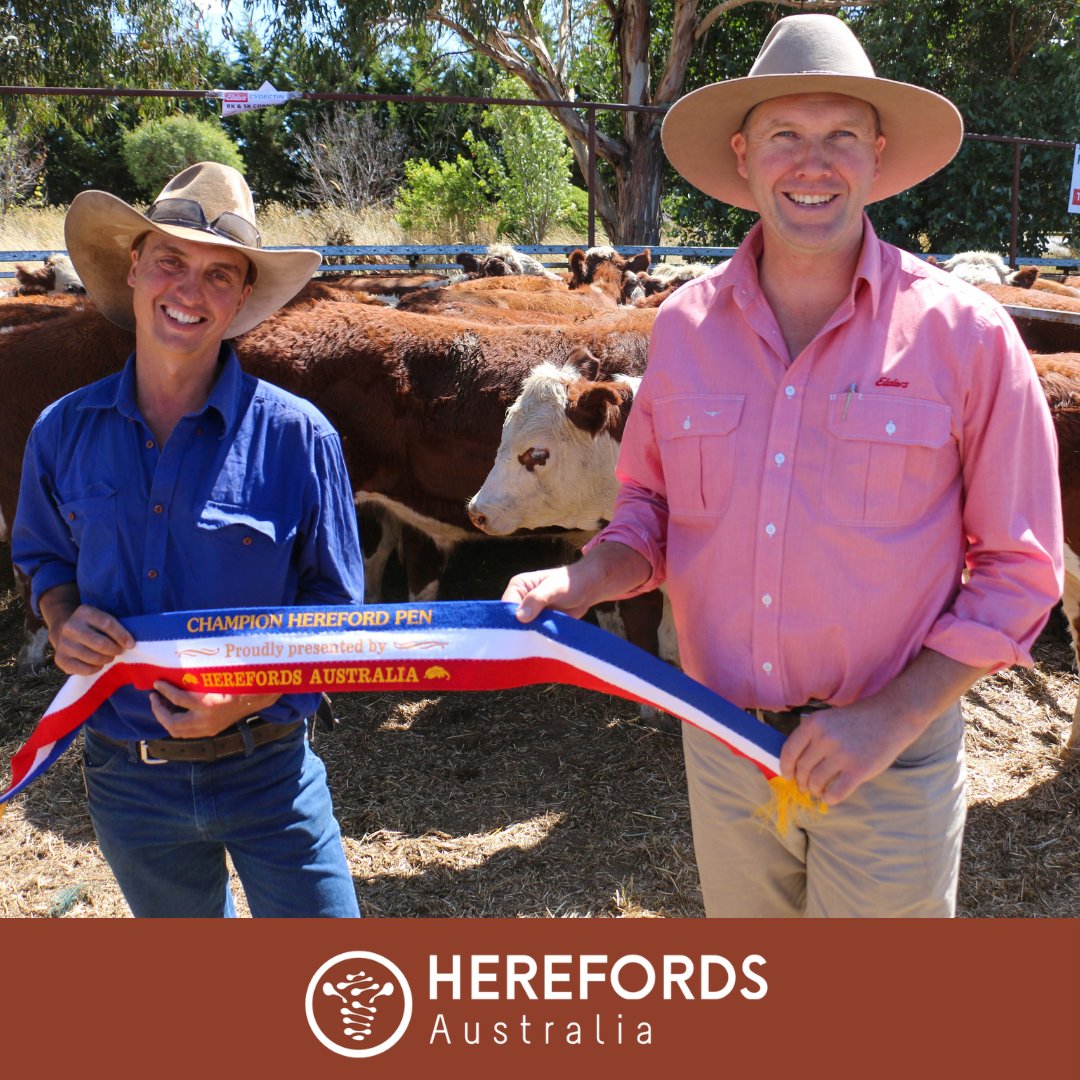 “If you are in the market to buy Hereford cattle this is the spot to come. We have seen a premium for quality today as you are getting 100 years of Hereford genetics here and that sets these cattle apart." Matt Tinkler, Elders Albury. Mountain Calf Sales, Benambra 2023.
