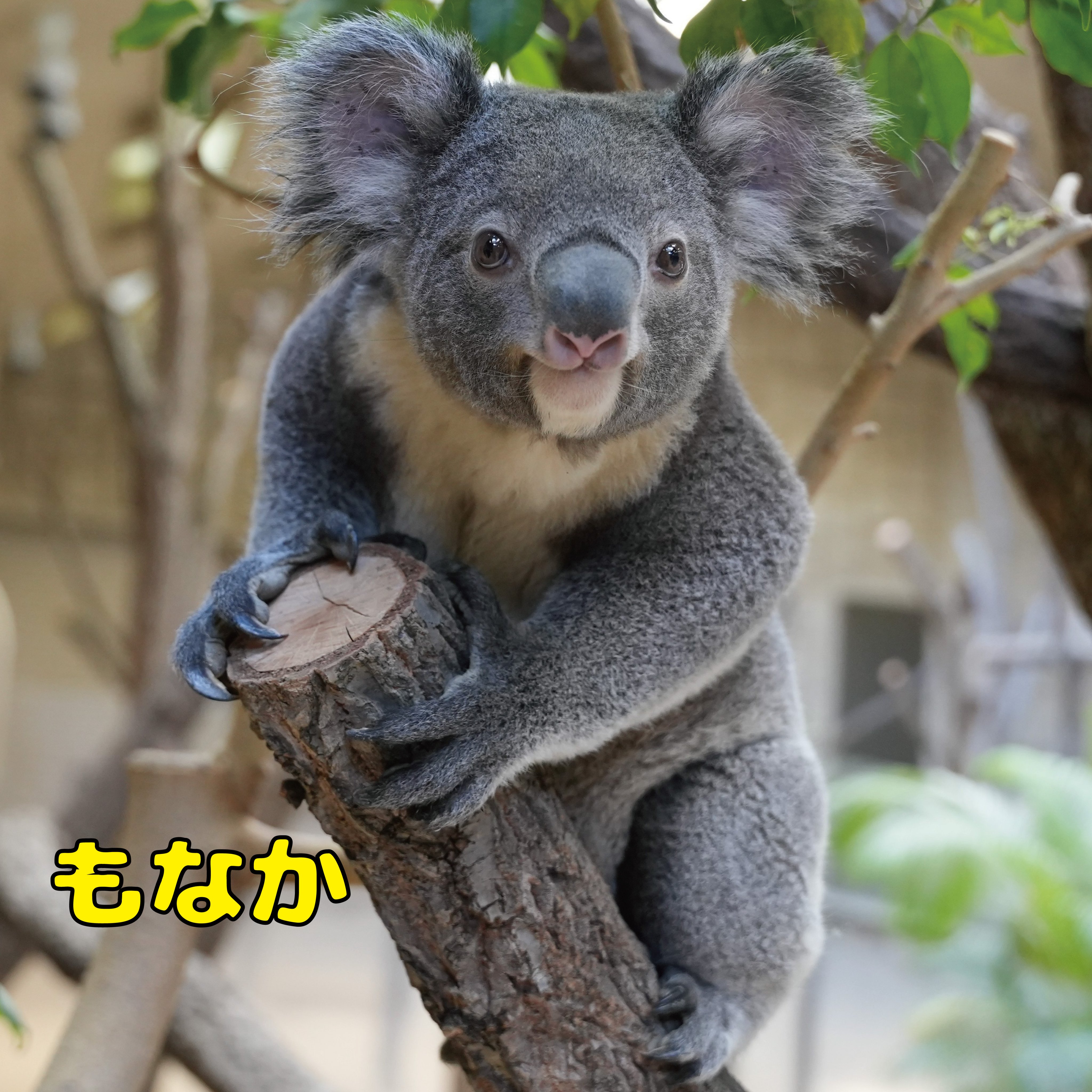 名古屋市東山動植物園 on X: 名古屋市東山動植物園 on X: