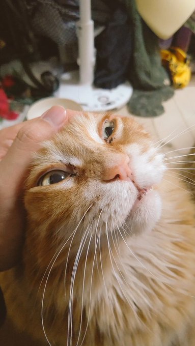 ニュッ
コレクション
ニュッ
ニュッ
ニュッ 