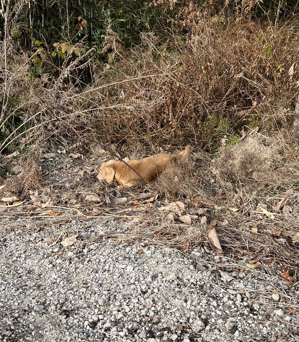 寝る時間が長くなってきたし
食も細くなってきたけど
14歳でまだまだ森を走り回るのすごいと思う。

#秘密結社老犬倶楽部　
#ミニチュアダックスフンド　
#犬のいる生活