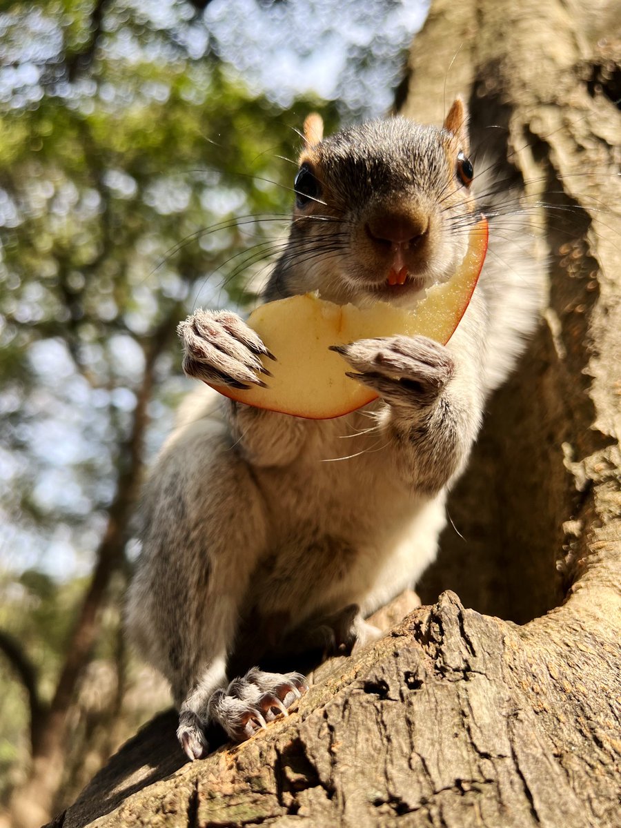 Белочки в парке Чапультепек почти ручные❤️ Наслаждаюсь Мексикой, раз уж есть такой шанс.
