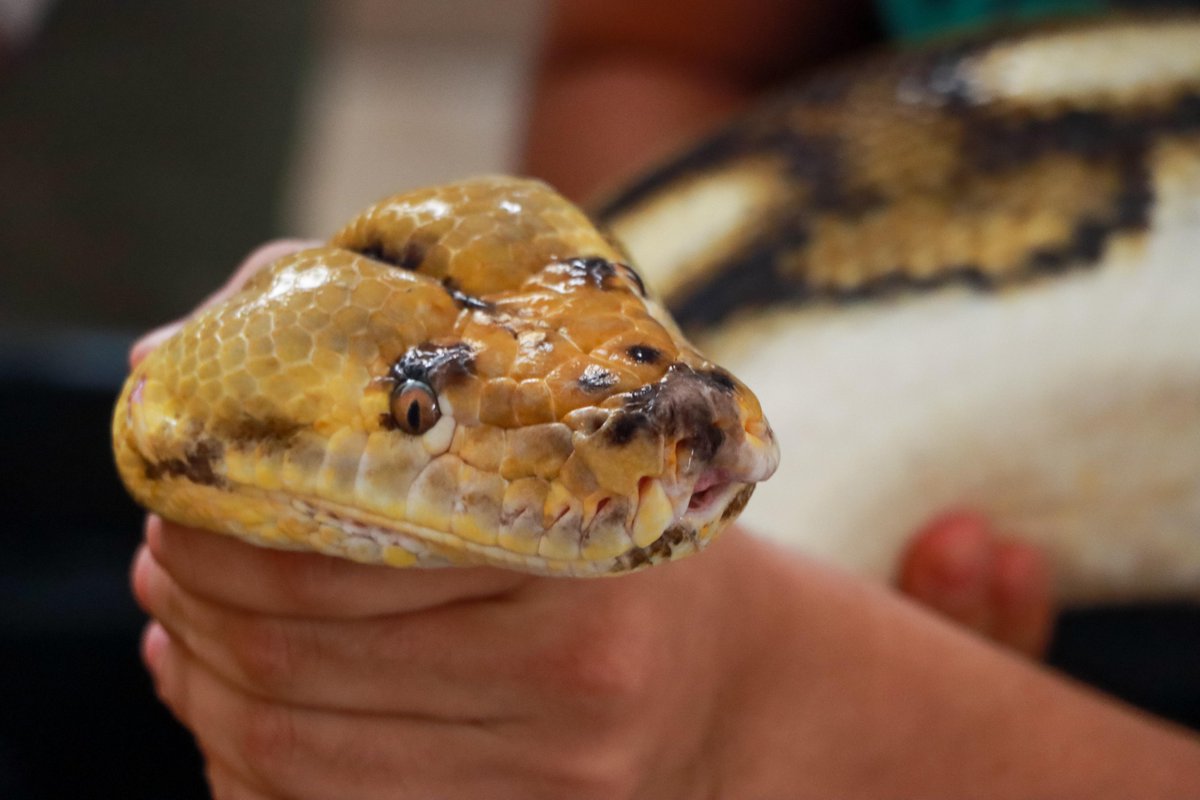 PMA Veracruz tweet media