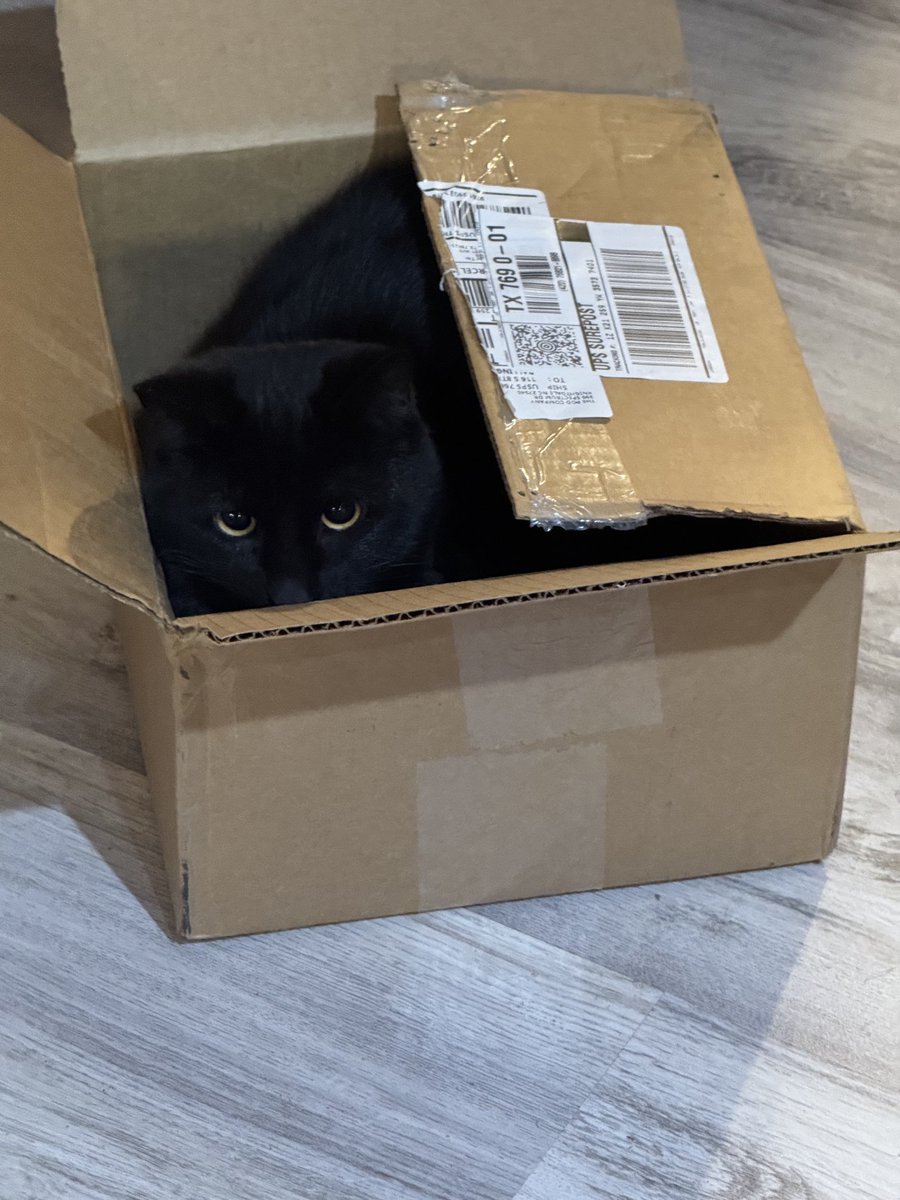 Kyle Hughes (@upsklh) on Twitter photo #Running & #FurBabies Got a good 4.5 mile run in. Tiny Dog aka Lillie Bit welcoming home from work Grey Kitty telling me to keep my distance and Black Kitty ready to ship She LOVES this box Have a #BLESSED evening X #Run #Runner #Pets #EmptyNester #FinallyWarmingUp #GetOutside #Running & #FurBabies Got a good 4.5 mile run in. Tiny Dog aka Lillie Bit welcoming home from work Grey Kitty telling me to keep my distance and Black Kitty ready to ship She LOVES this box Have a #BLESSED evening X #Run #Runner #Pets #EmptyNester #FinallyWarmingUp #GetOutside