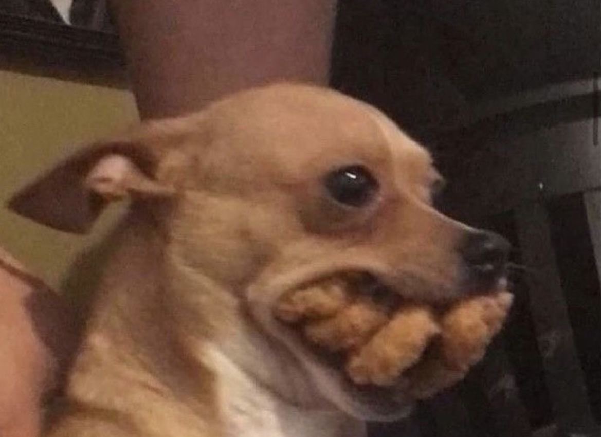 💖 (@twaniimals) on Twitter photo 