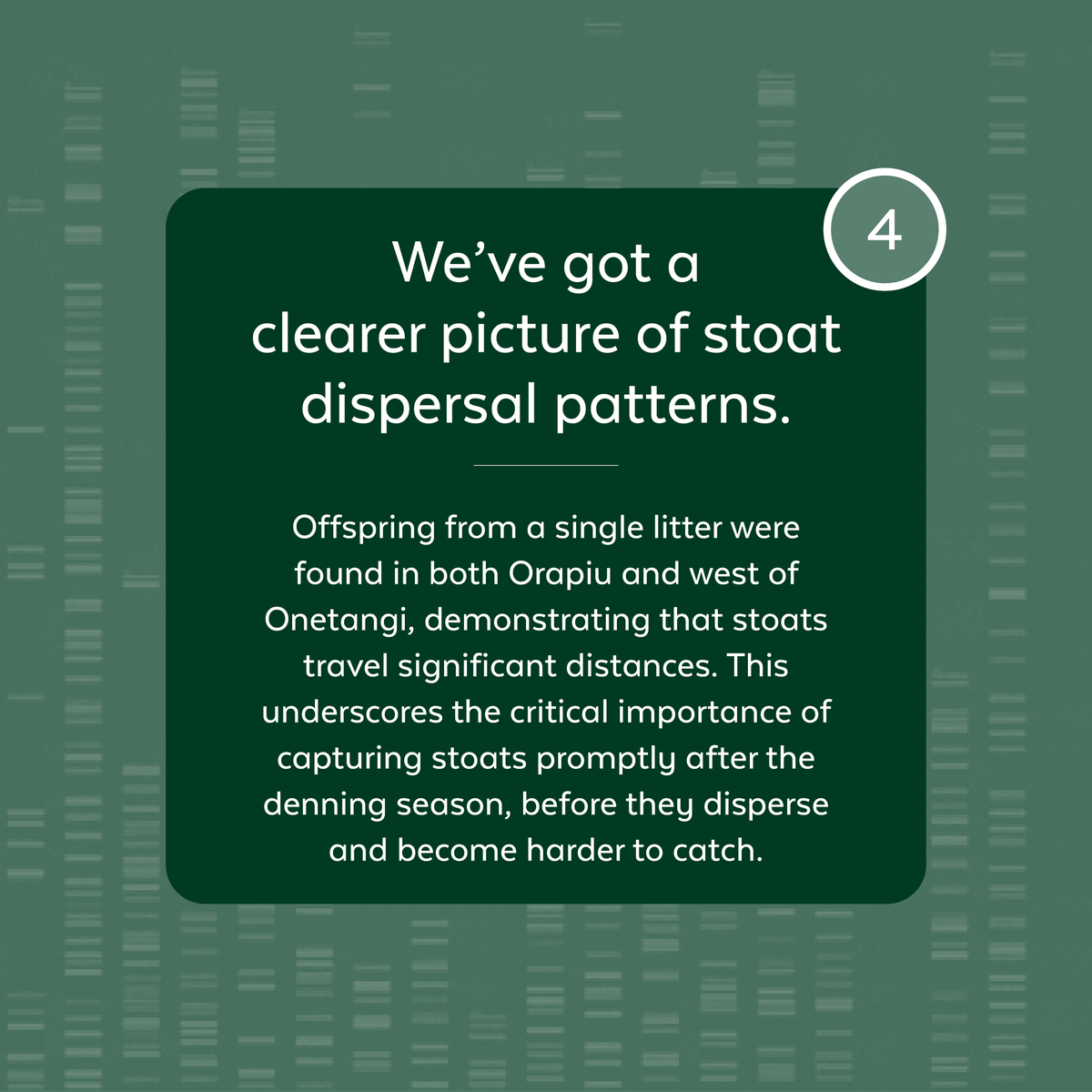 Latest Stoat DNA Analysis. Dr. Andrew Veale has successfully mapped the stoat genome, providing a comprehensive genetic reference for the species. Recently, he completed the latest DNA analysis of all stoats caught on Waiheke Island between September 2023 and August 2024. #PF2050