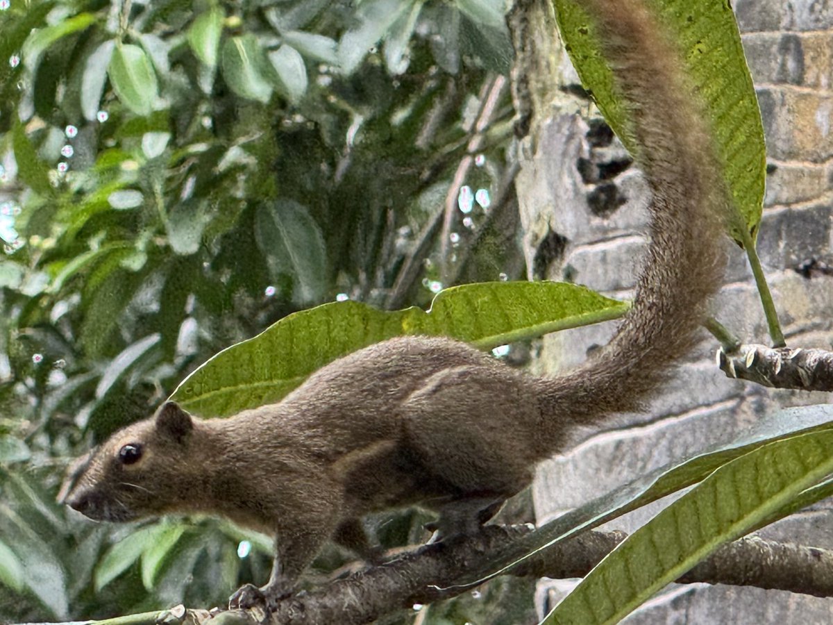 teddyfritz's tweet photo. @Mutterdrachen_B Ein Hörnchen 🐿️ aus der Parkanlage unseres Hotels in Sanur/ Bali 🥰 https://t.co/QcCiUQWJvC