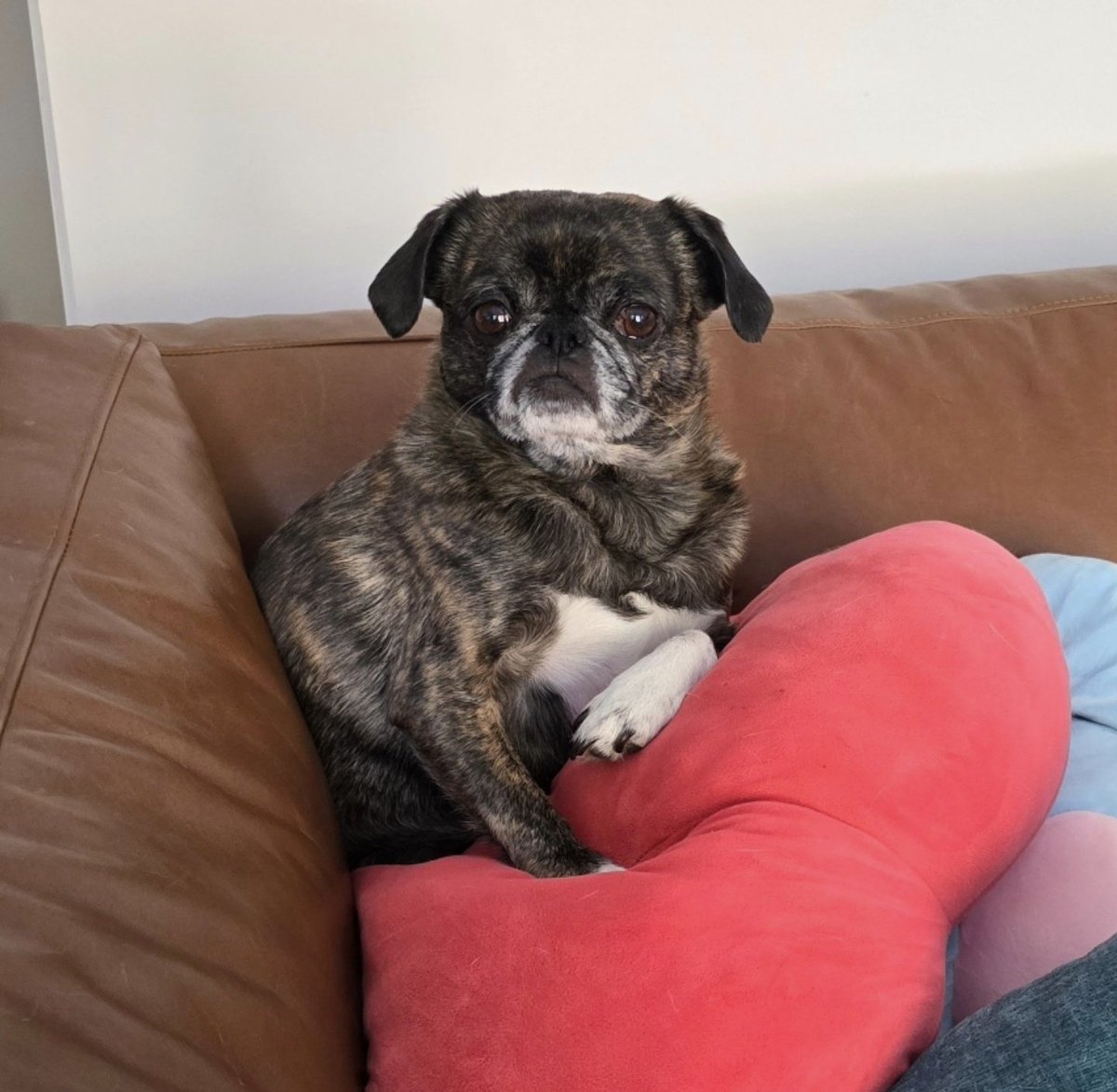 Monkey said that these pillows belong to her now. #monkadoodledoo