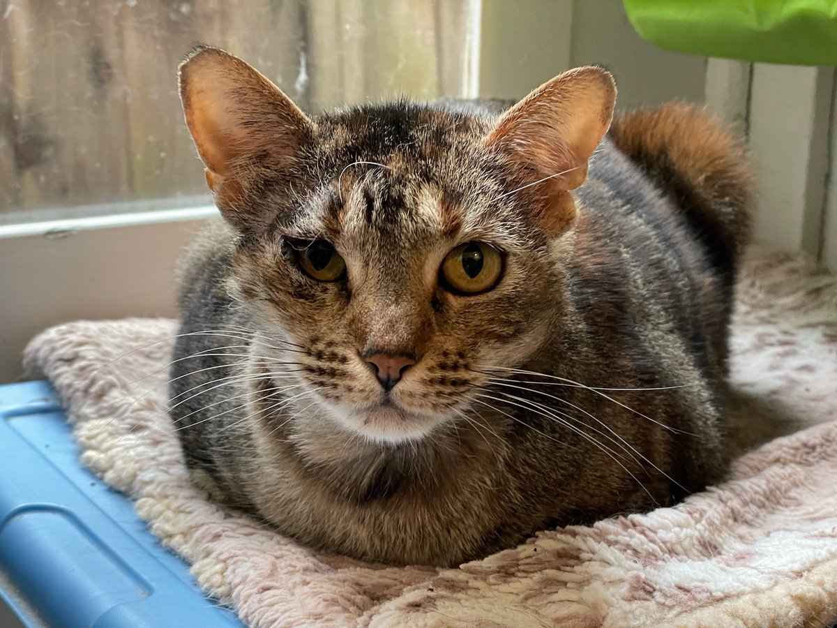 Looking for a miracle for Scarlett, who has been in our care since 2022!!😿Can you look past her winky eye &amp; missing fur and see how adorable she is? We promise she has a winning purrsonality and absolutely loves her humans!

Adopt: givemesheltersf.org/mobile/animal.…