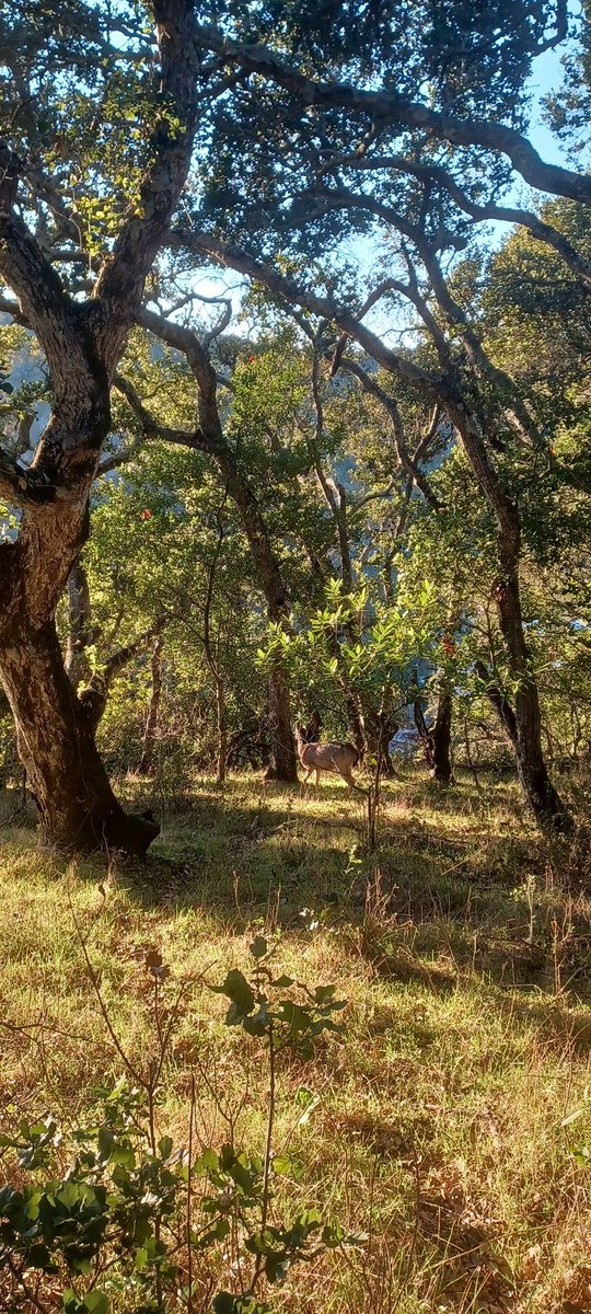 rukiddingme3590's tweet photo. Wonderful early evening hike, and the weather was perfect. 🐾🌱🍃🍂🌳🦎 #Cawx #SFbayarea #midpeninsula https://t.co/du0qVefXUJ