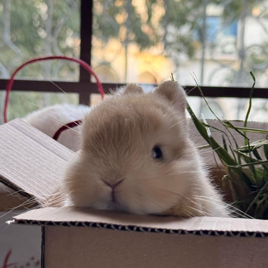 Bunnies's tweet photo. https://t.co/zoq7XlhOjR
