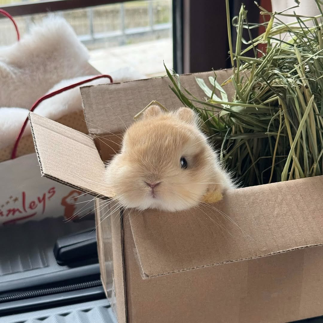 Bunnies's tweet photo. https://t.co/zoq7XlhOjR