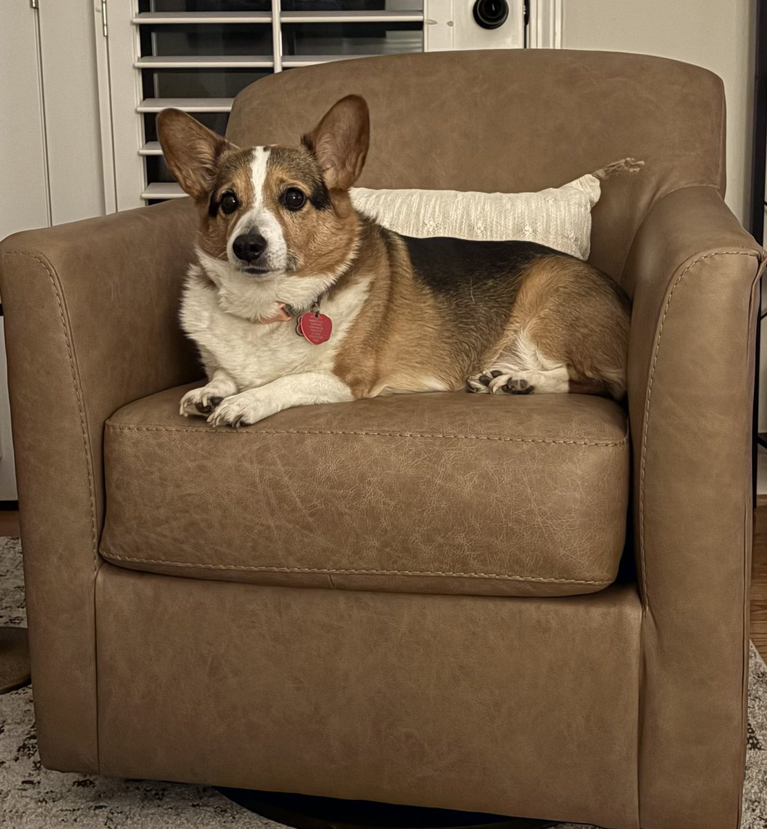 nyman12's tweet image. I’m obsessed with Gracie ! #corgi #corgicrew #corgilover