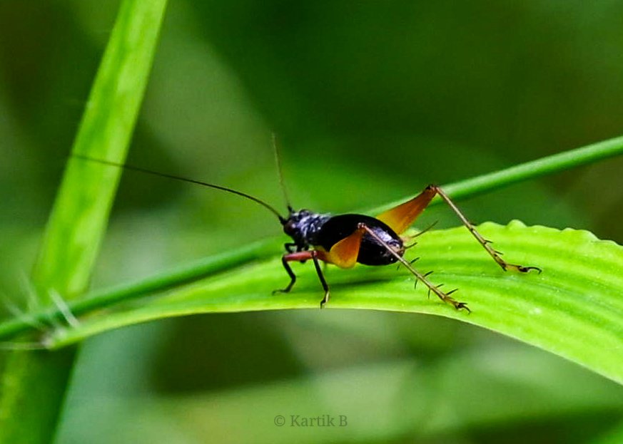Woodpecker_cent's tweet photo. Sword-tail Cricket (genus Trigonidium) for #insectthursday.
Asola-Bhatti Park, Delhi - Sep 2024.
#ThePhotoHour #natgeoyourshot #channel169 #naturephotography #macrohour #NikonCreators #biodiversity #niffeature #discoverearth #insectencounter #insectsofindia #macrophotography https://t.co/8XMptKe0gj