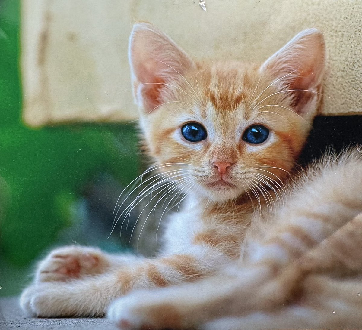 I was cleaning yesterday and found this photo of my favorite childhood pet Tiger. 🧡 Should I turn this into a drawing? ✍🏻