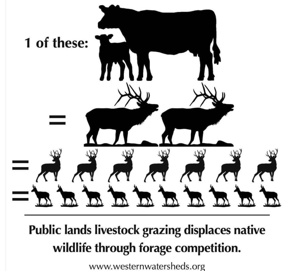 lschae4779's tweet image. @elonmusk #SaveWildhorses #Roundups Millions of tax payers money #inhumane #WildlifenotPolitics