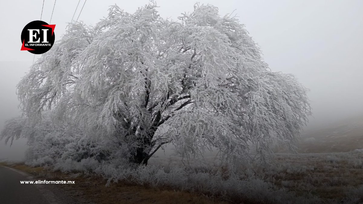 ElInformanteMX's tweet image. 🥶 ❄ | ARMADILLO DE LOS INFANTE DESPIERTA CUBIERTO DE HIELO TRAS INTENSA HELADA

📌 La madrugada del 10 de enero de 2025, #Armadillo de los #Infante, #SanLuisPotosí, a 61 kilómetros de la capital potosina, amaneció completamente blanco debido a una fuerte helada. Las bajas