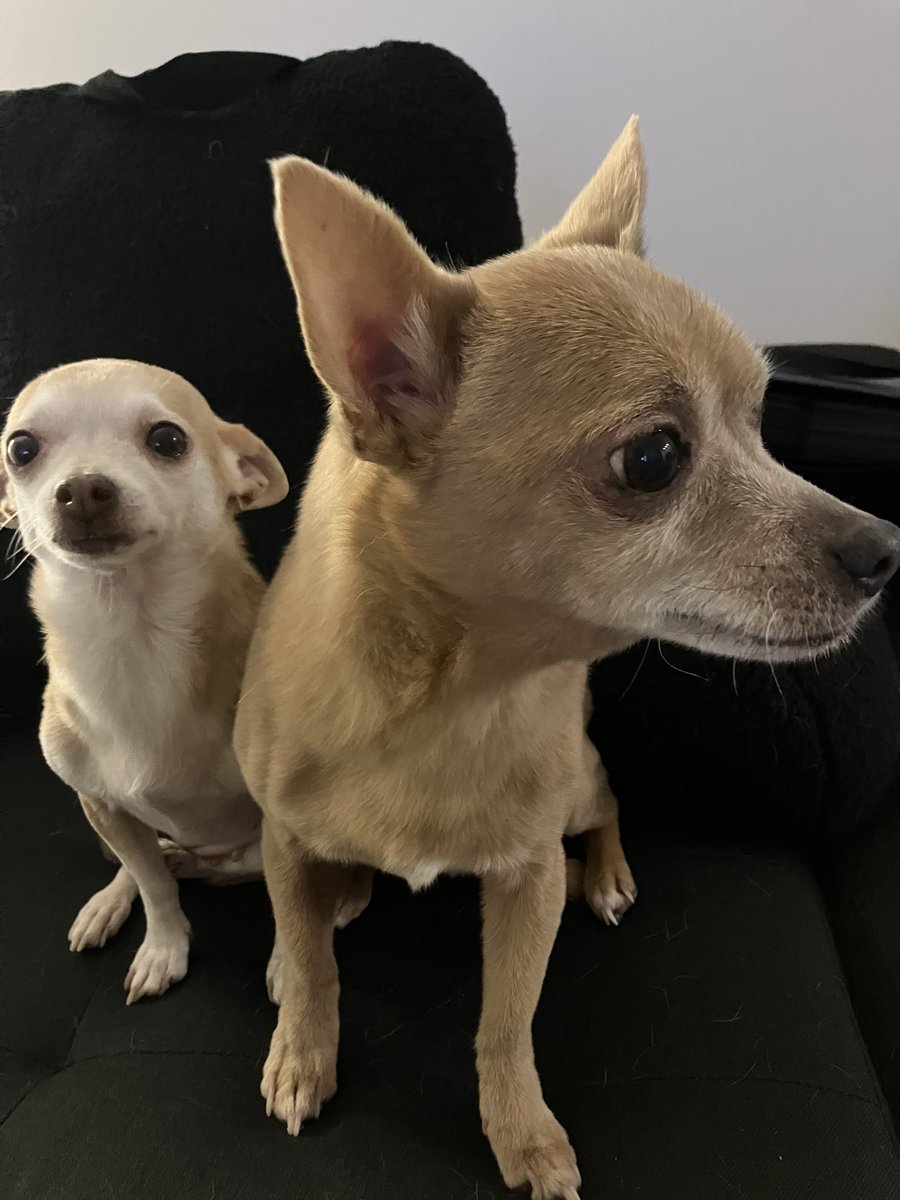 VDL Nest | Sapoc tweet media