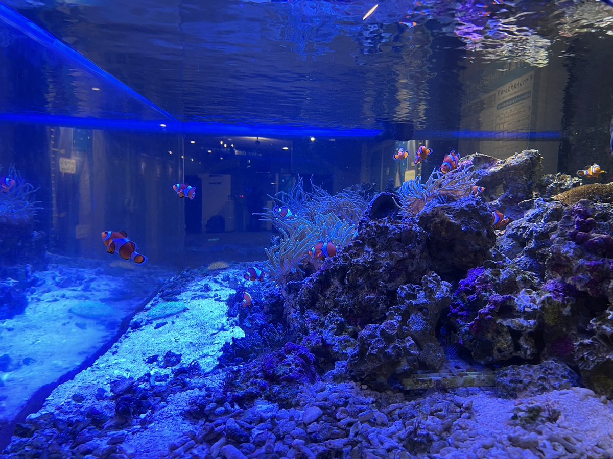 reiyers_cos's tweet image. 東京都品川区
《しながわ水族館》
#コスプレイベント
3月22日(土)
★参加料：7,700円

トンネル水槽枠《完売》しました！
まだまだご参加受付中‼️
Aコースの更衣室が残り5名ほどとなっております。
Bコースも残り少なくなってきておりますので、ご予定立てておられる方はお早めに💨

#麗yers #rewires