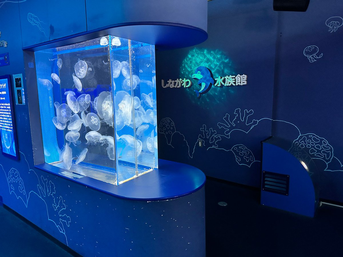 reiyers_cos's tweet image. 東京都品川区
《しながわ水族館》
#コスプレイベント
3月22日(土)
★参加料：7,700円

トンネル水槽枠《完売》しました！
まだまだご参加受付中‼️
Aコースの更衣室が残り5名ほどとなっております。
Bコースも残り少なくなってきておりますので、ご予定立てておられる方はお早めに💨

#麗yers #rewires