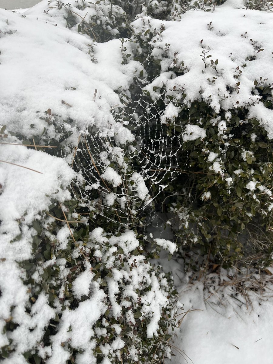 Enjoying a lovely and rare snowy day here in Auburn ❄️☃️🥶