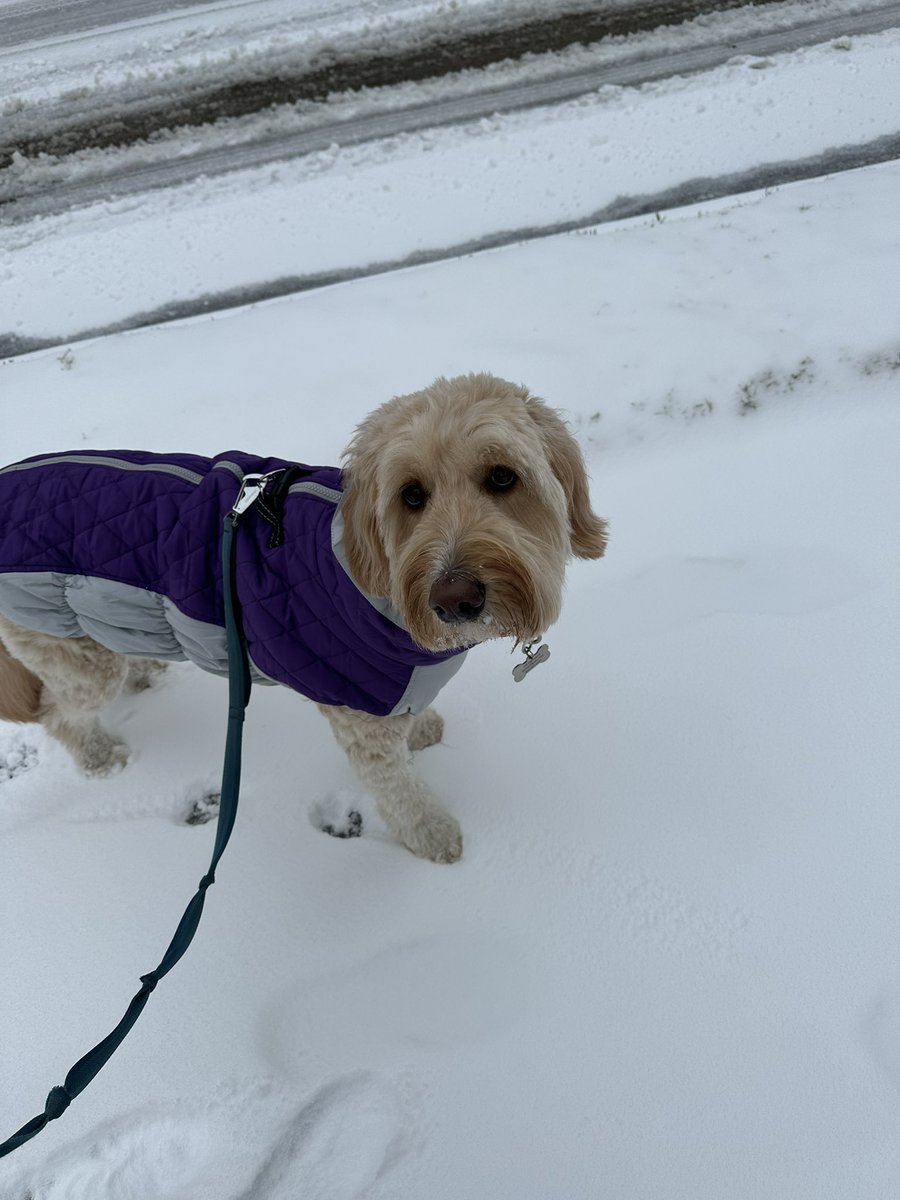 PetroskyLibrary tweet media