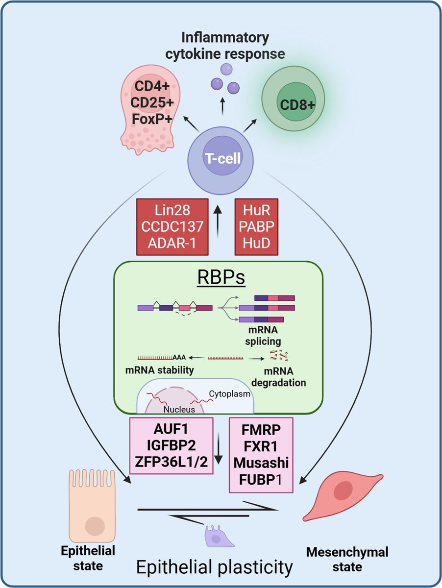 Immunometaboli2's tweet image. Review "Navigating a complex dance: the interplay between RNA-binding proteins and T cells in oral epithelial plasticity" by Professor Viswanathan Palanisamy team from University of New Mexico journals.lww.com/immunometaboli…