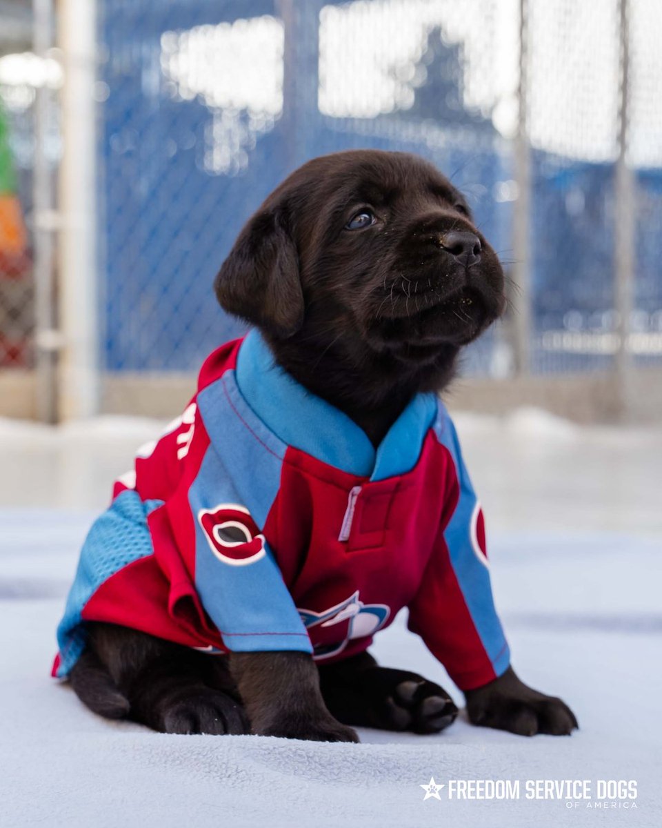 Freedom Service Dogs (@freedomsvcdogs) on Twitter photo 🚨Important news: Team Dog Maxy got her first Avs jersey and it’s the cutest thing we’ve ever seen!☺️She looks so perfect in burgundy and blue! Which photo is your favorite? Let us know, <a href="/Avalanche/">Colorado Avalanche</a> fans! 🚨Important news: Team Dog Maxy got her first Avs jersey and it’s the cutest thing we’ve ever seen!☺️She looks so perfect in burgundy and blue! Which photo is your favorite? Let us know, <a href="/Avalanche/">Colorado Avalanche</a> fans!
